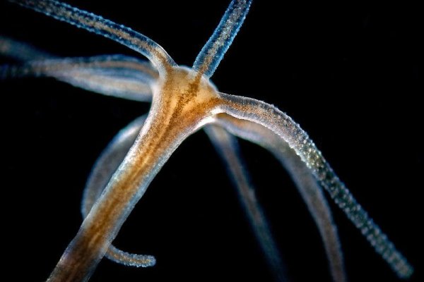 Kraken сайт вход